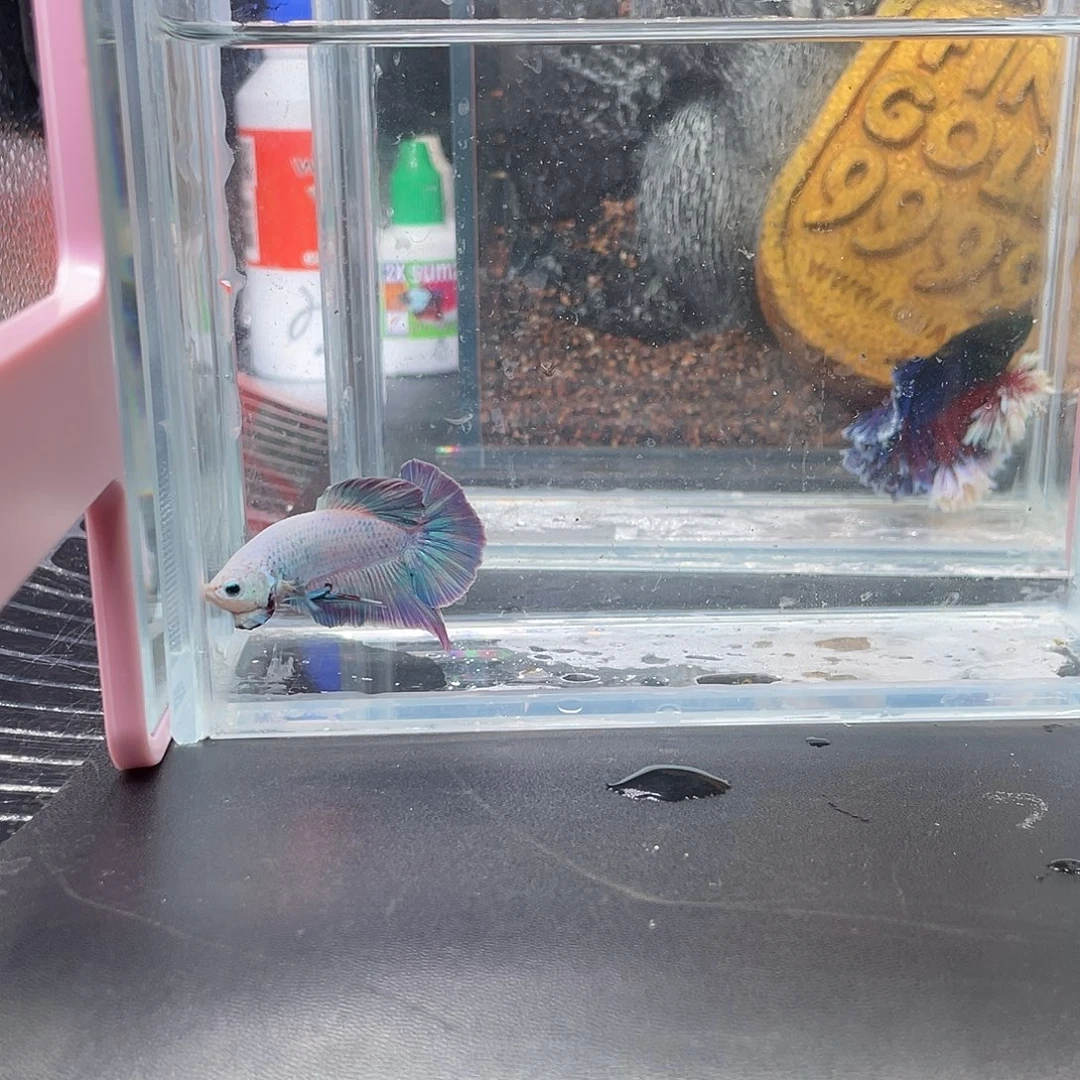 斗鱼41号1221闪电