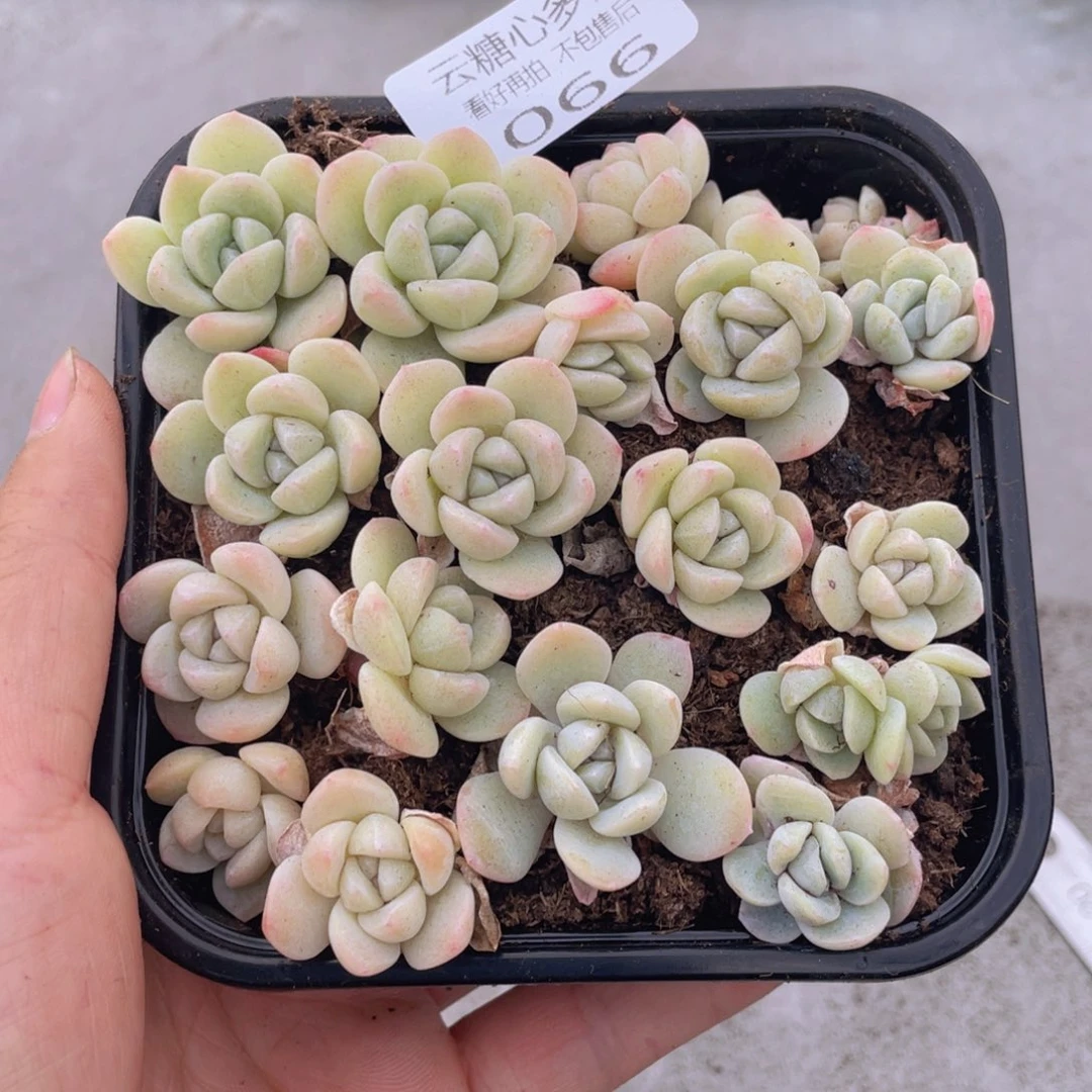 云糖心多肉植物66