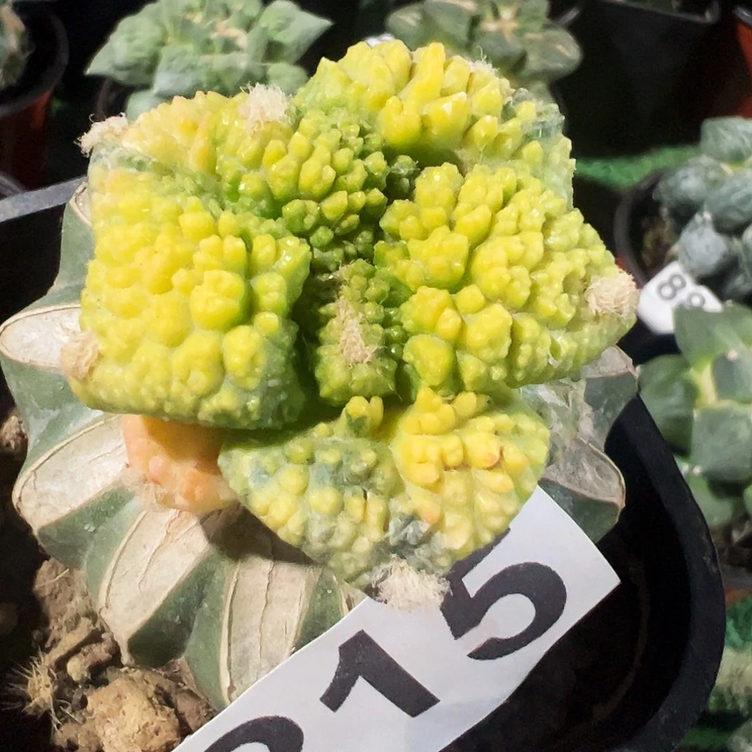 无花朵福利龟甲牡丹锦215