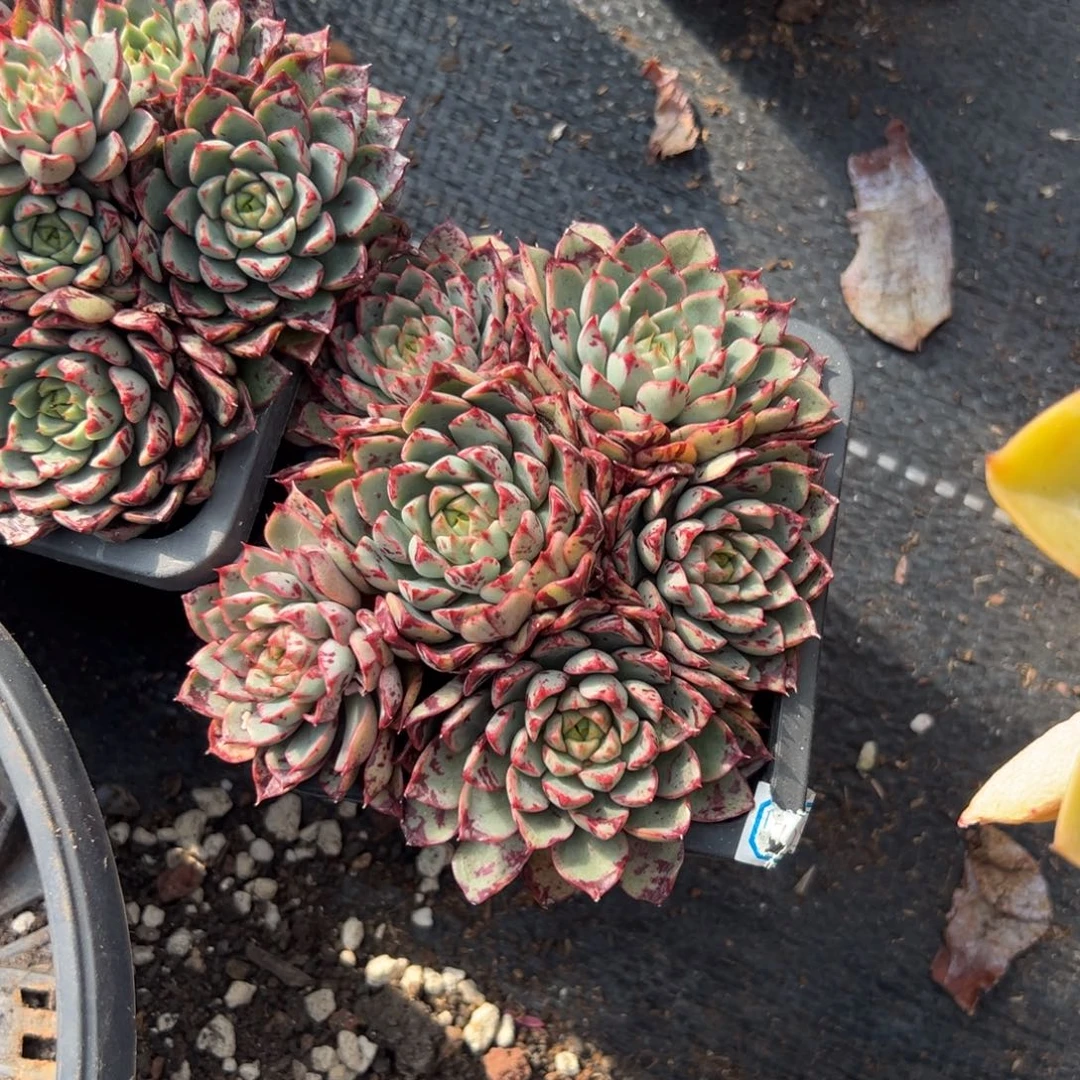 多肉血滴子【满18包邮】