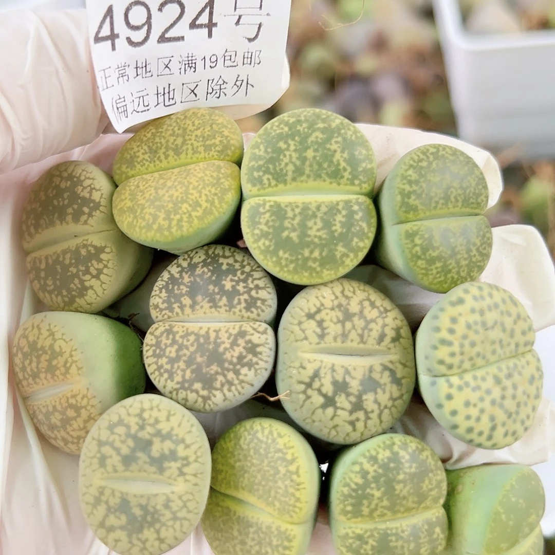 4924 好养易活生石花大母本12个2cm左右