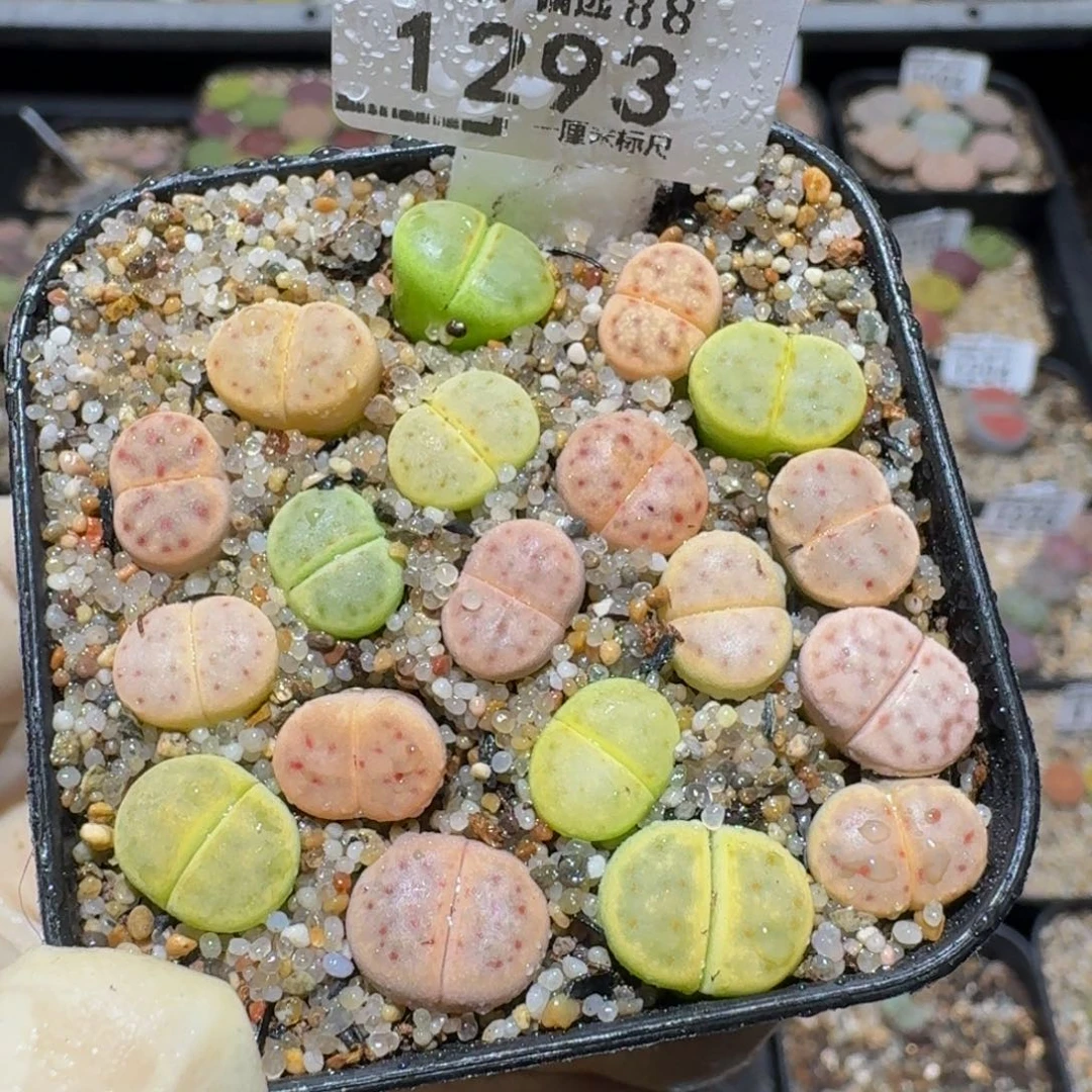 zzzz生石花肉锥1293