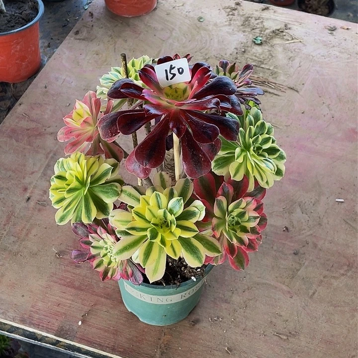 驾**训架接法师一个150号