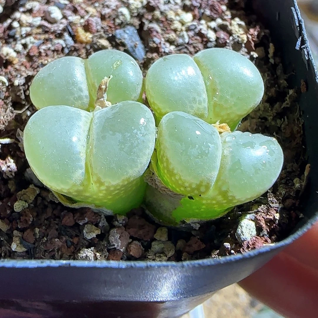 特价风铃。        53350