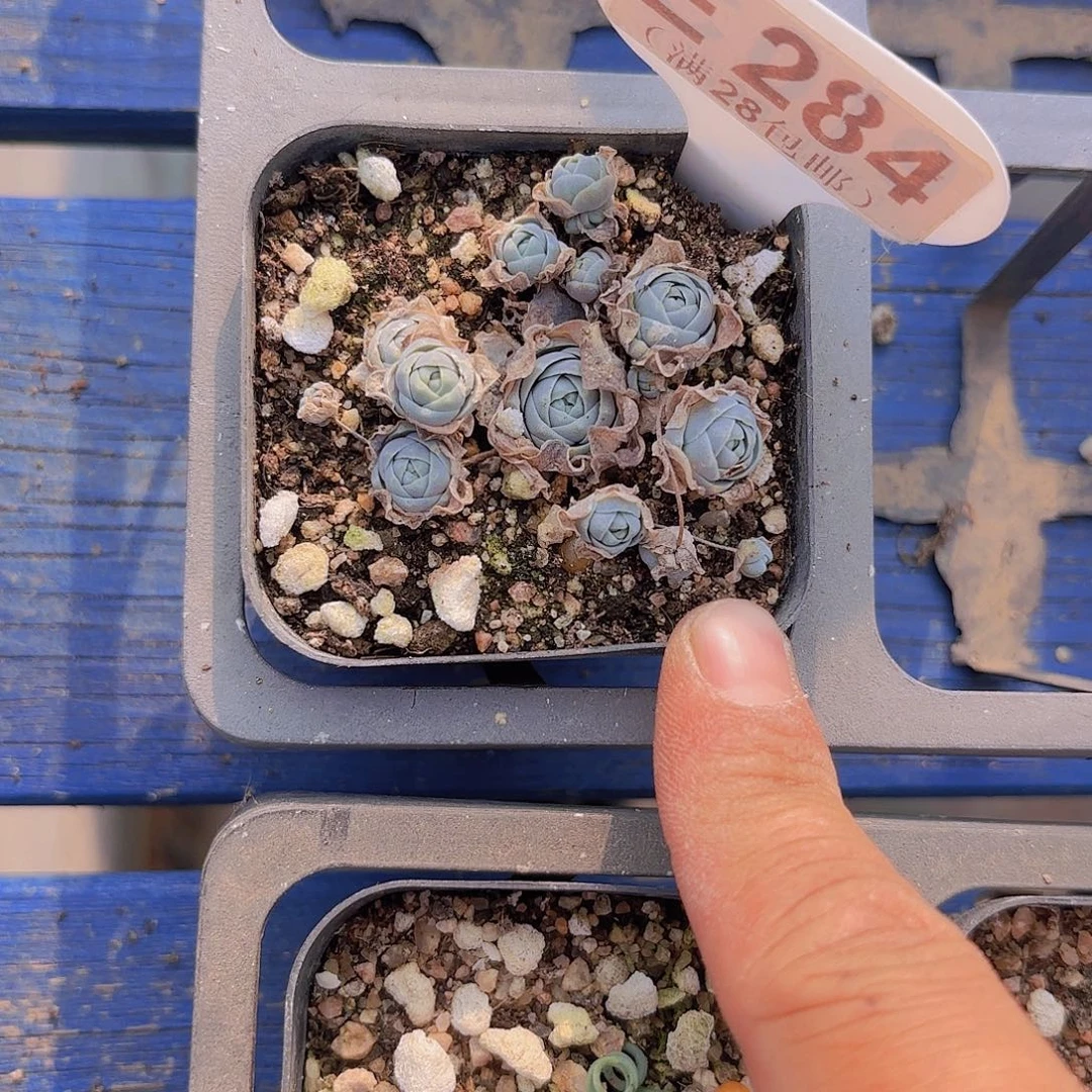 E284子持莲花一物一拍