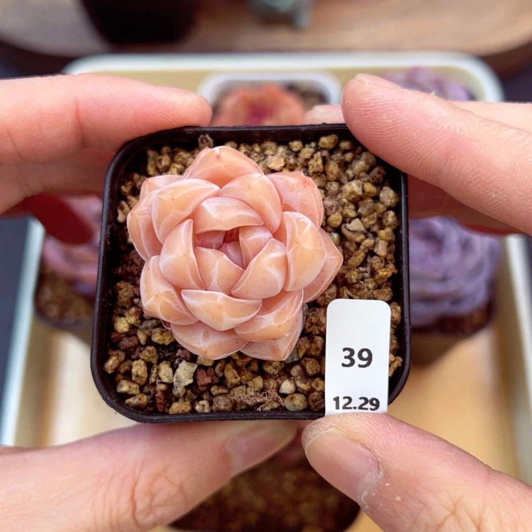 好好看39、哈哈哈哈