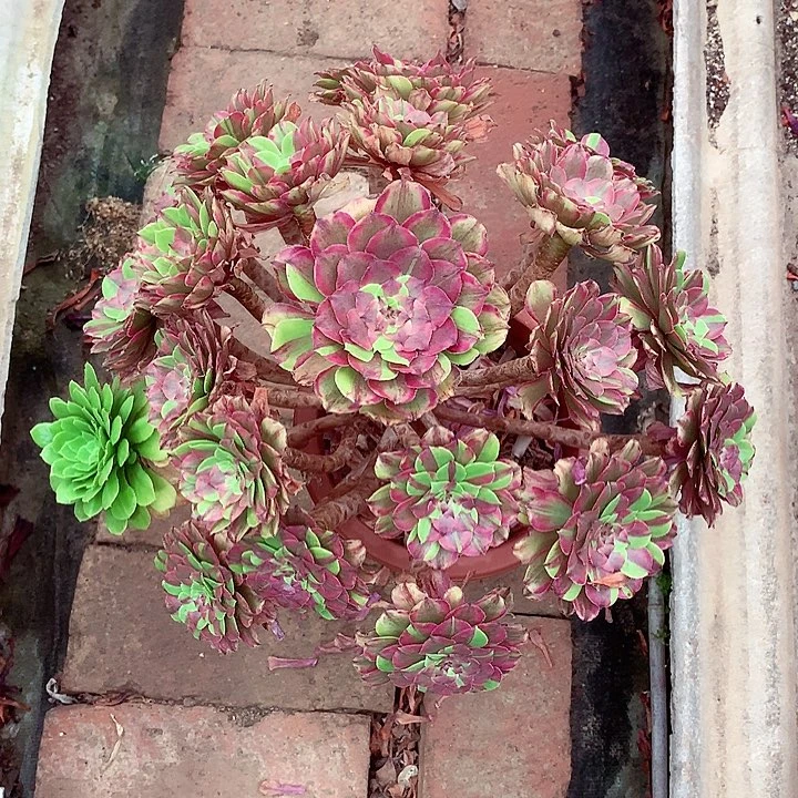 花脸粉黛，多肉植物