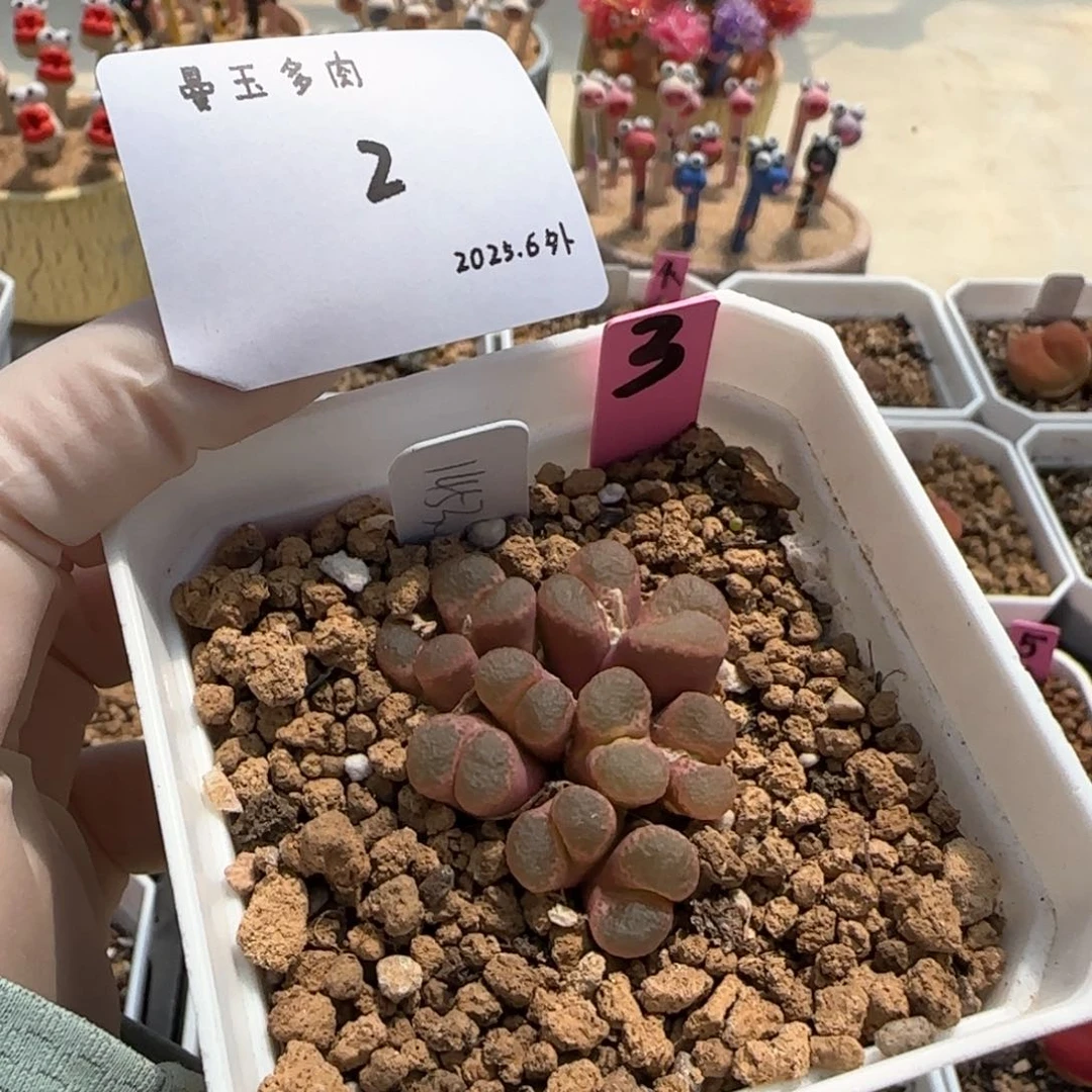 可*多肉多肉多肉6.3-002