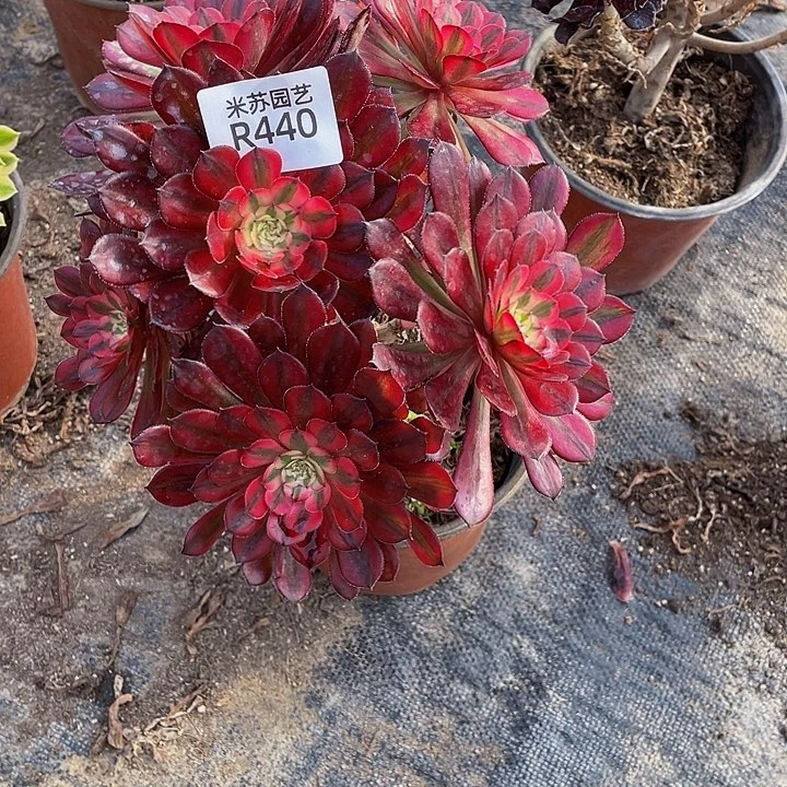 440多肉植物的生长
