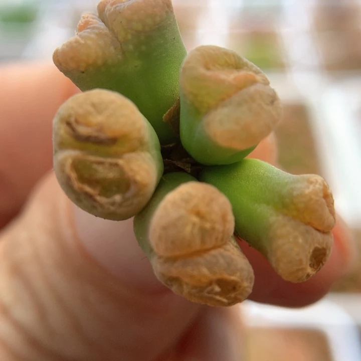 战损010 肉锥植物