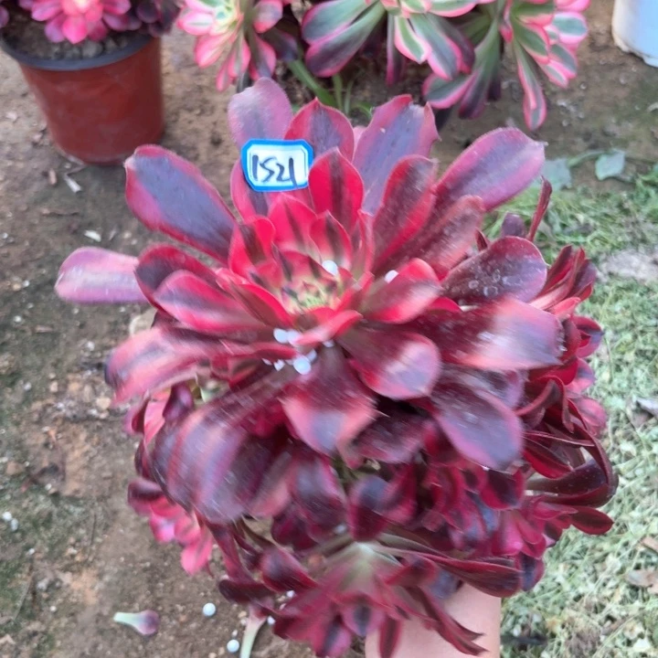 美杜莎1521法师多肉