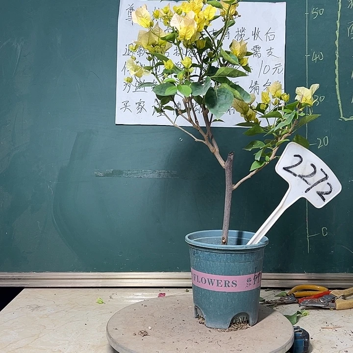 完全开放黄玫瑰2272