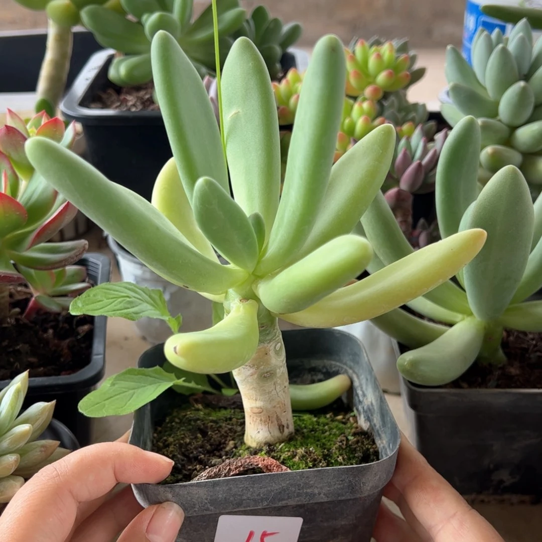 【闪购商品】普奇菲。 15。 1111111111