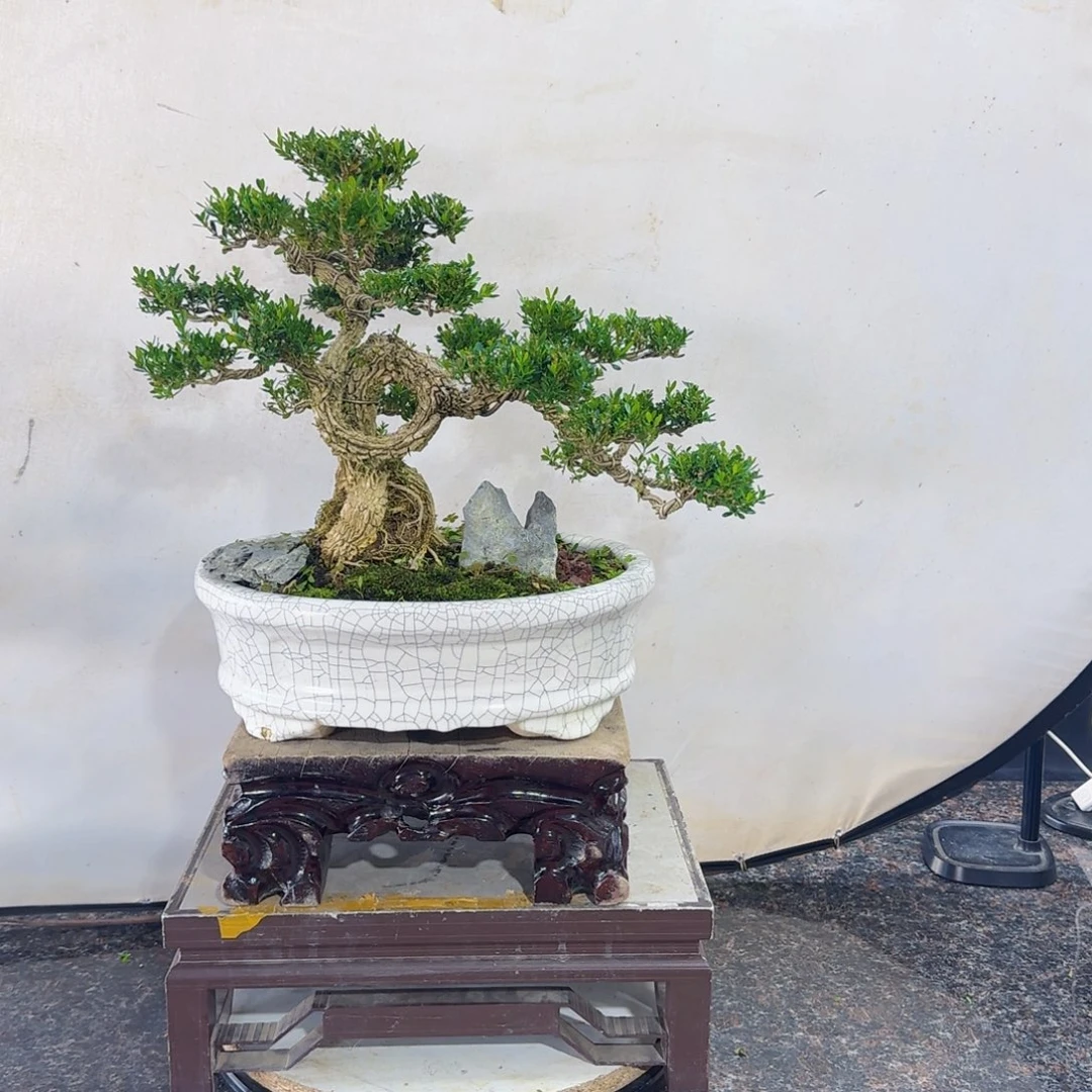 当前无花朵，栽培后可花朵万**山