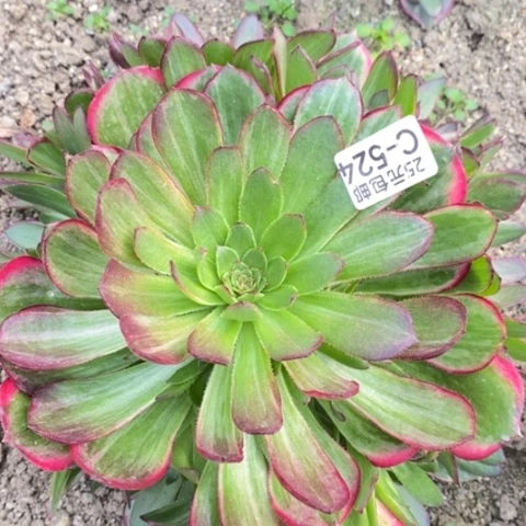 524孔雀翎满25包邮多肉