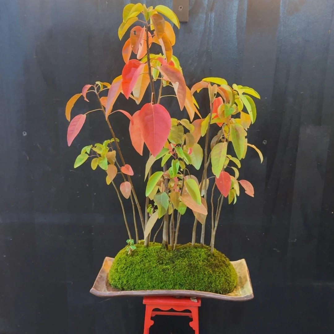 无花朵山野草日本盆器