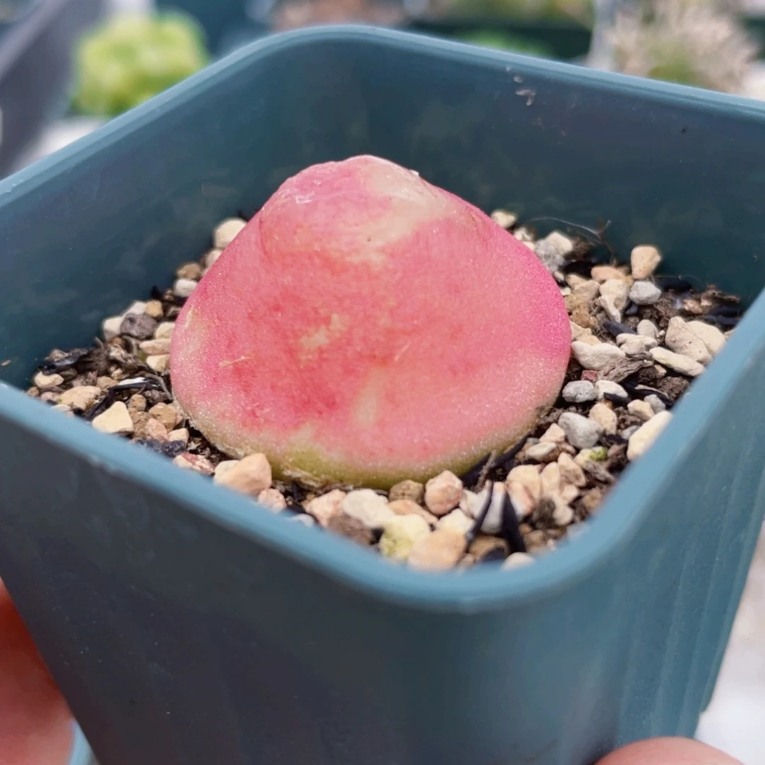 灯泡植物一物一拍