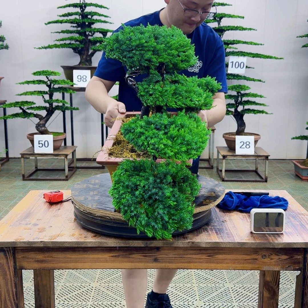无花朵柏树造型盆景带盆