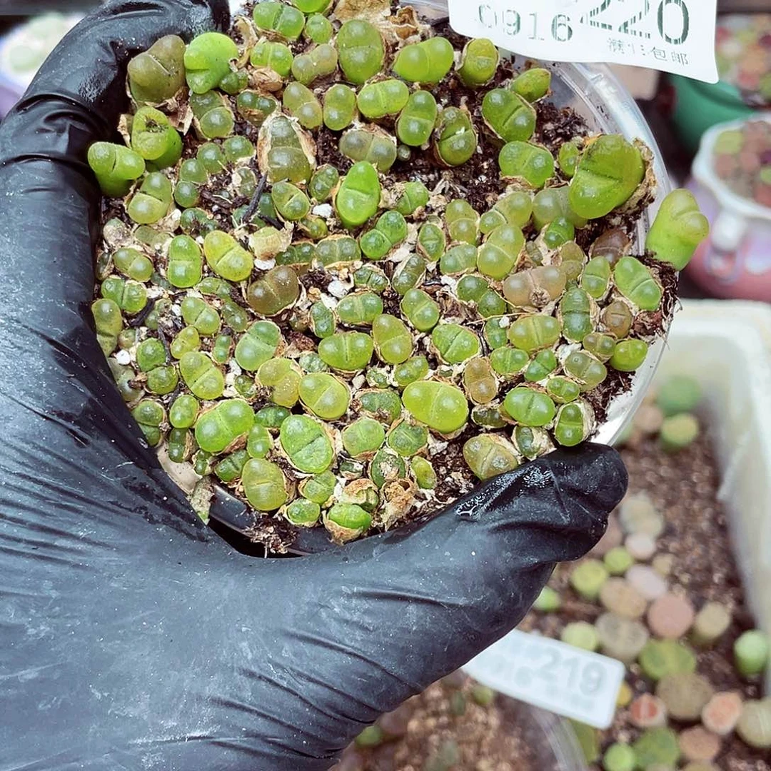 生石花满18包邮0916-220