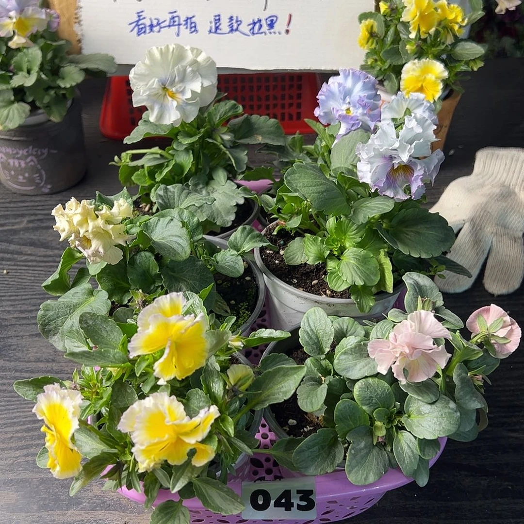 大部分花苞少量开放043号