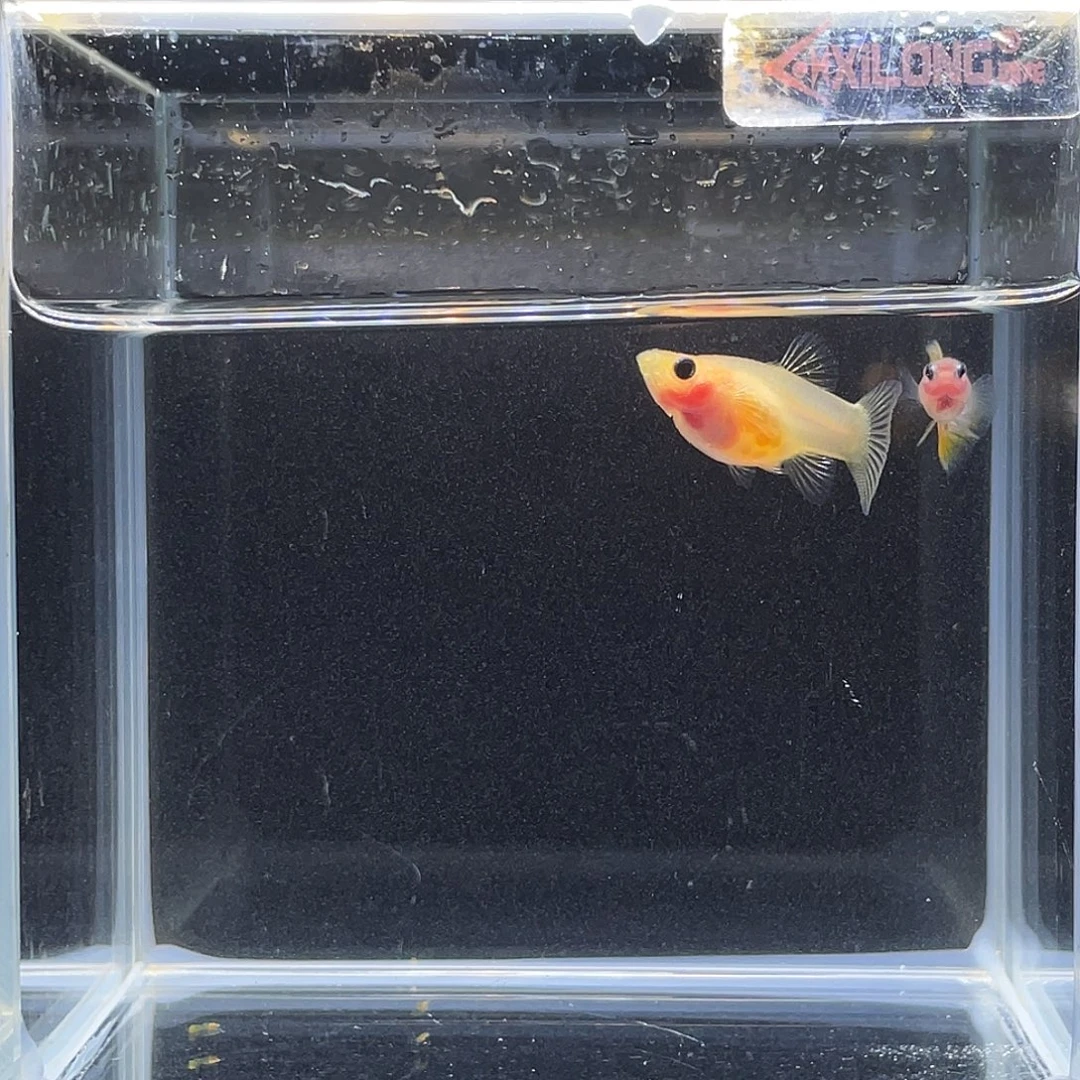孔雀鱼幻彩玻璃猫球