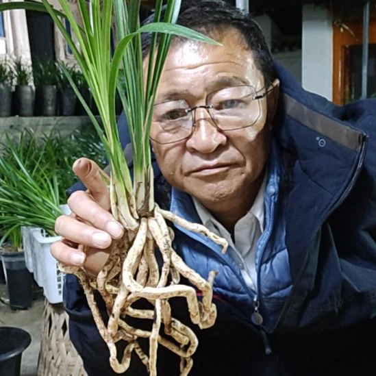 完全开放莲瓣兰石鼓大雪素