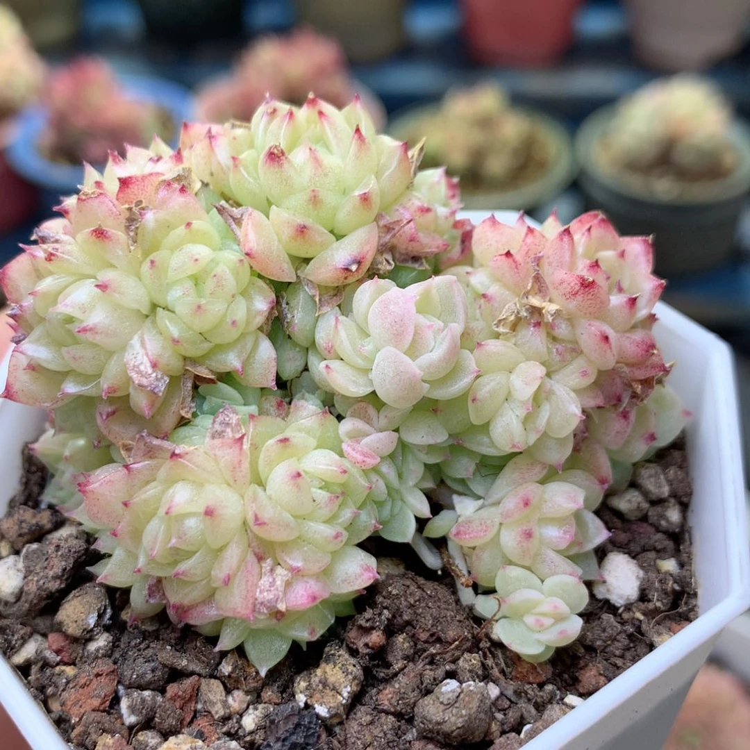 A162 ，20包邮两天凑单偏远地区不发货