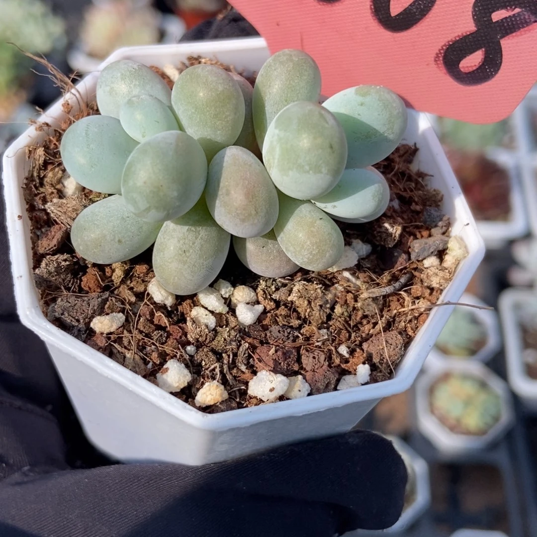 7008彩虹奶多肉植物