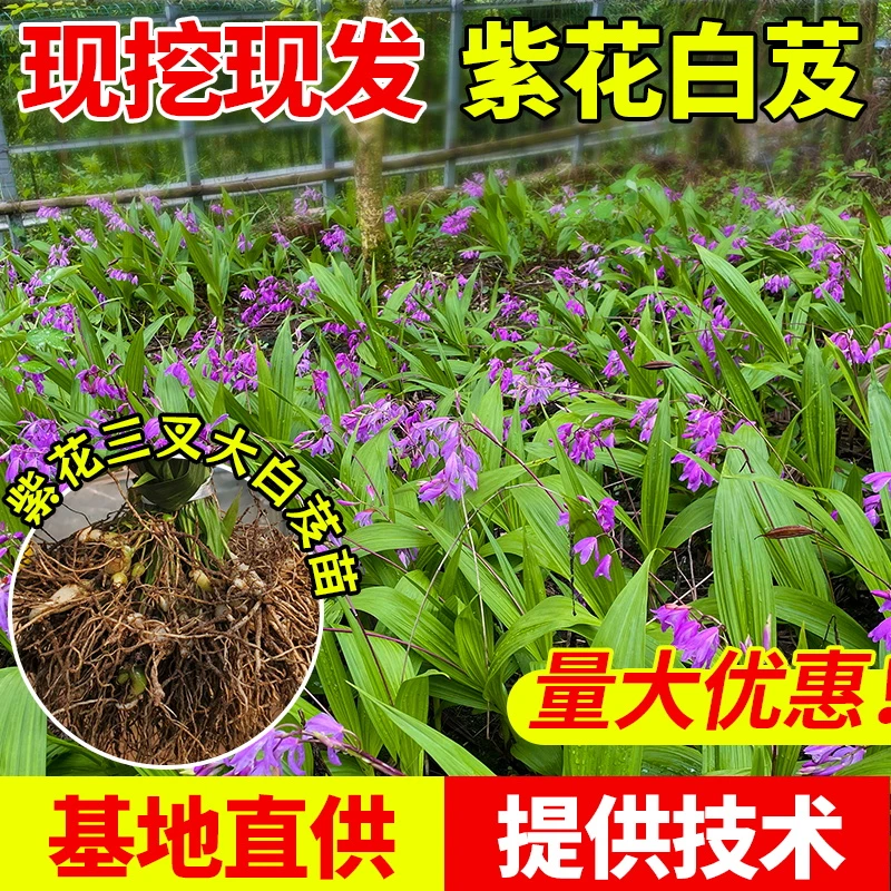 紫花三叉大白芨苗基地现挖现发好成活易管理白及技术支持量大从优