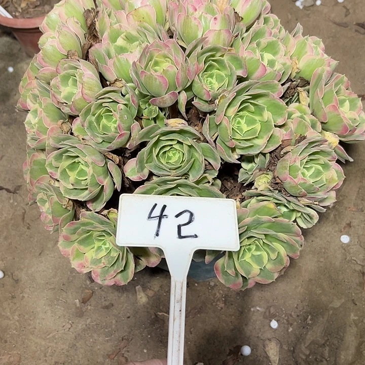 多肉植物妖月法师42