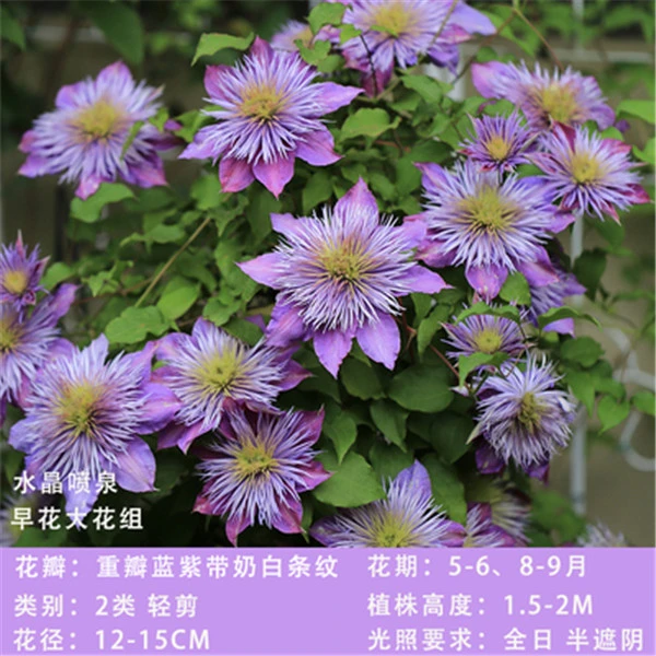 【水晶喷泉】铁线莲二类爬藤大花单瓣四季开花品种耐寒耐热花卉植物