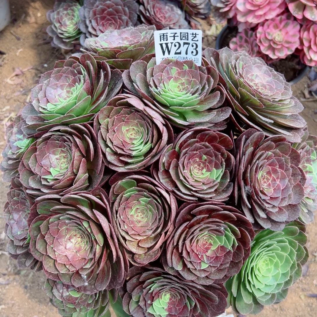 273花夜叶尺寸40左右当年桩