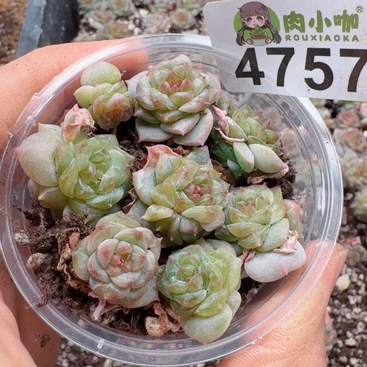 多肉植物多肉植物