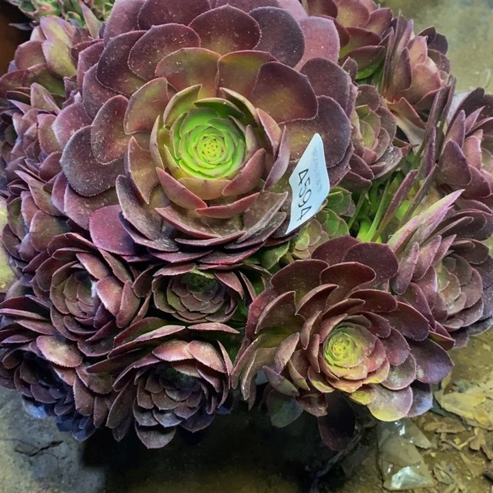 万圣节多肉植物4594