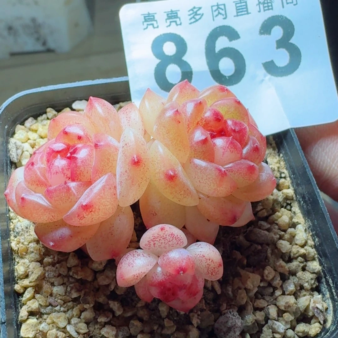 拿铁奶沫      愿你一路坦途，乘风破浪展宏图