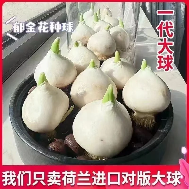 进口荷兰郁金香种球室内外阳台好养活水培植物花种子籽开花大球