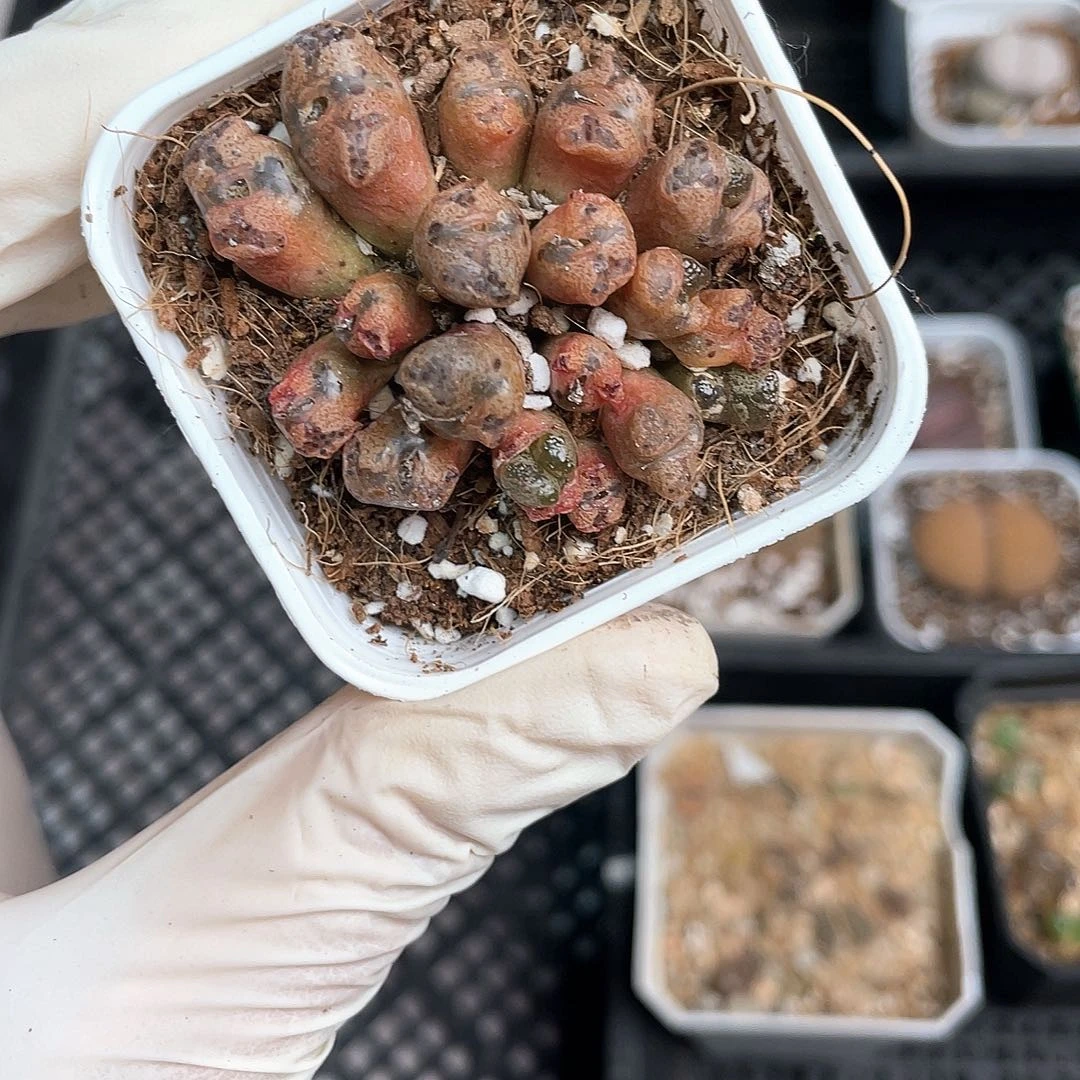 2561大棚清仓甩卖了