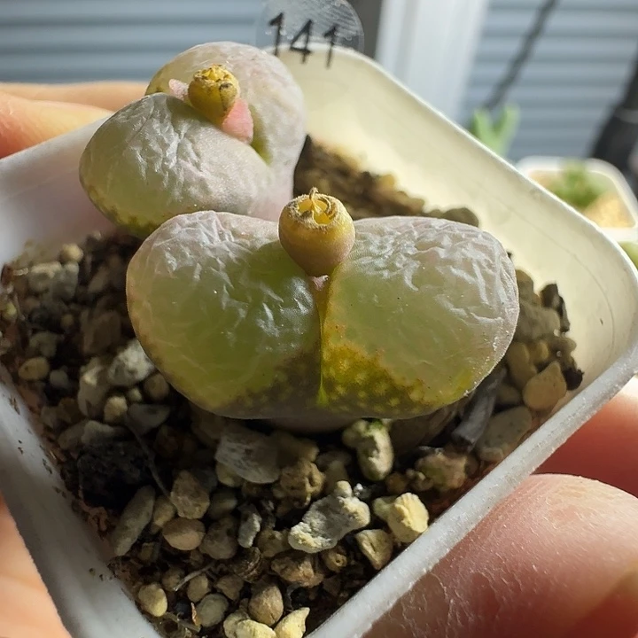 多肉....141..........