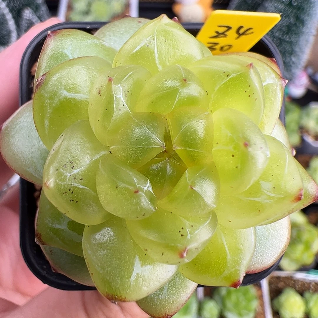 30.新品，单头Z4珍妮