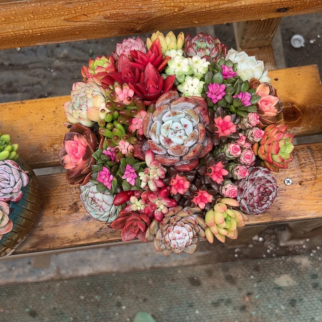 聚宝盆花园组合花园多肉