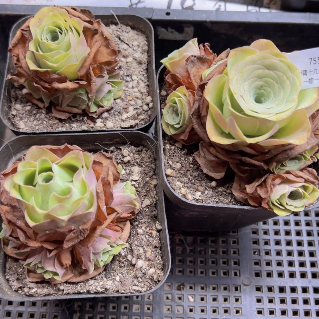 755 侧牙掉了不包损无售后