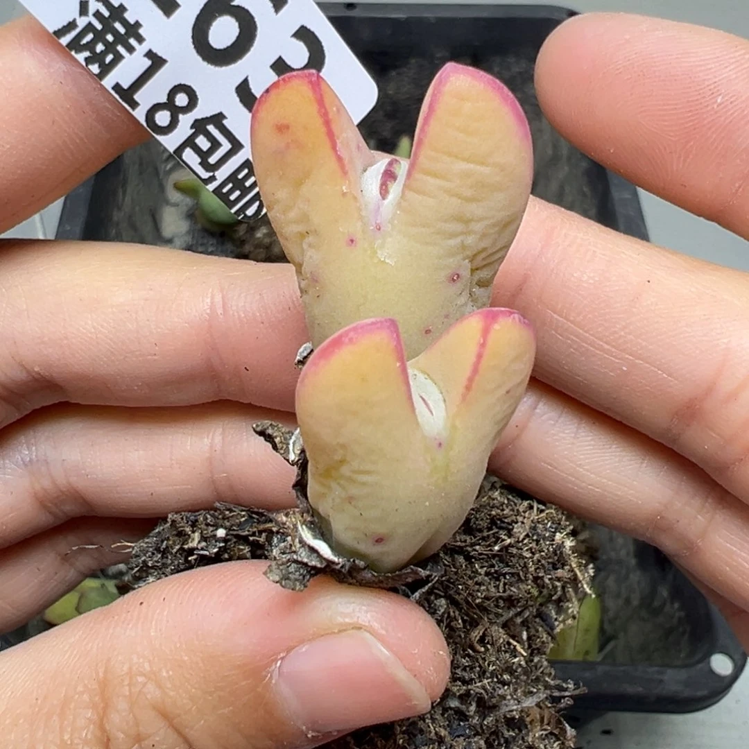 【闪购商品】163……