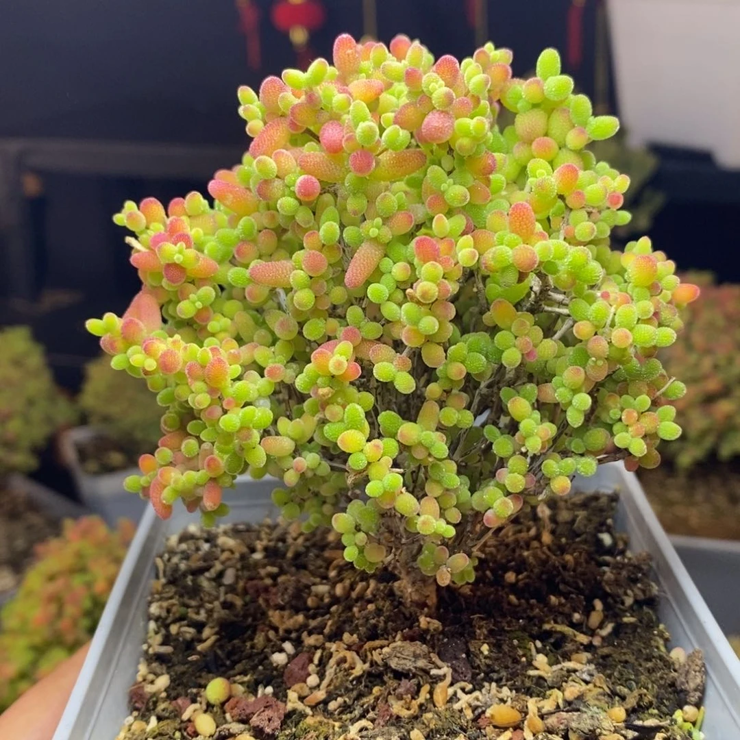 802号蜜橘糖球枝干多肉