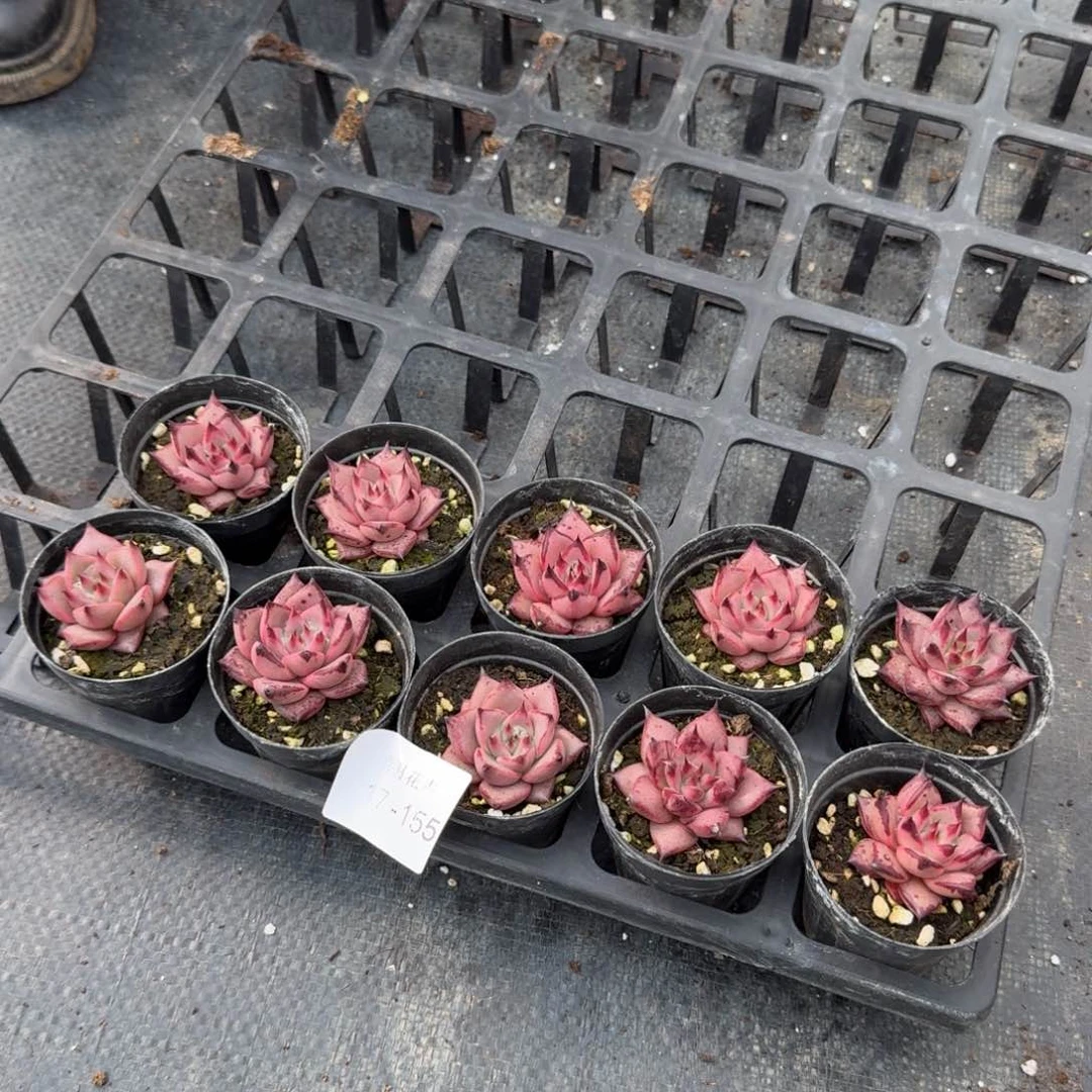 十棵罗密欧量拍17-155