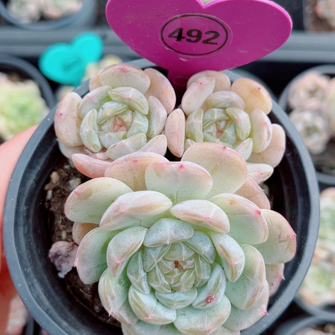 492号小老桩白恋群