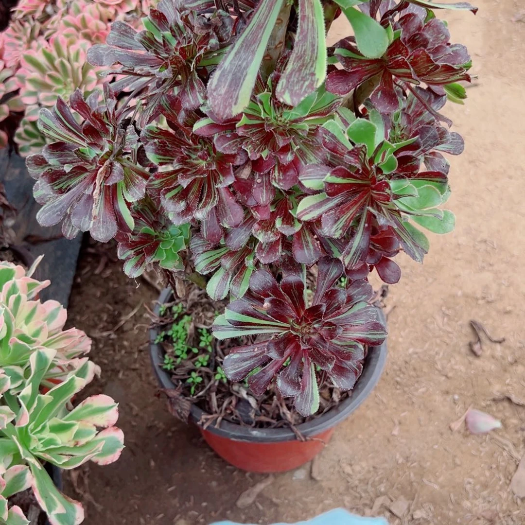 668水墨丹青多肉植物
