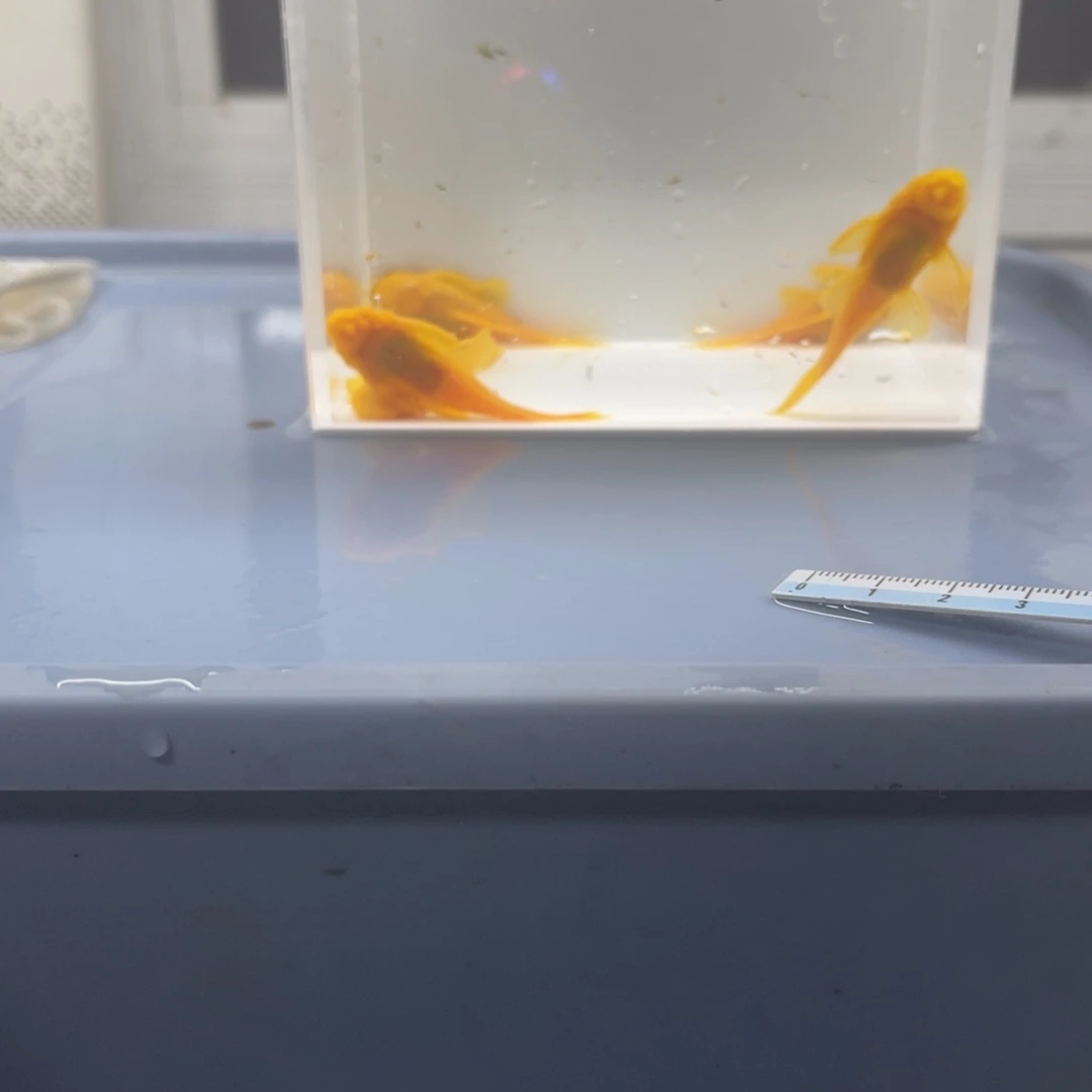 孔雀鱼5的胡子5条开箱视频报损