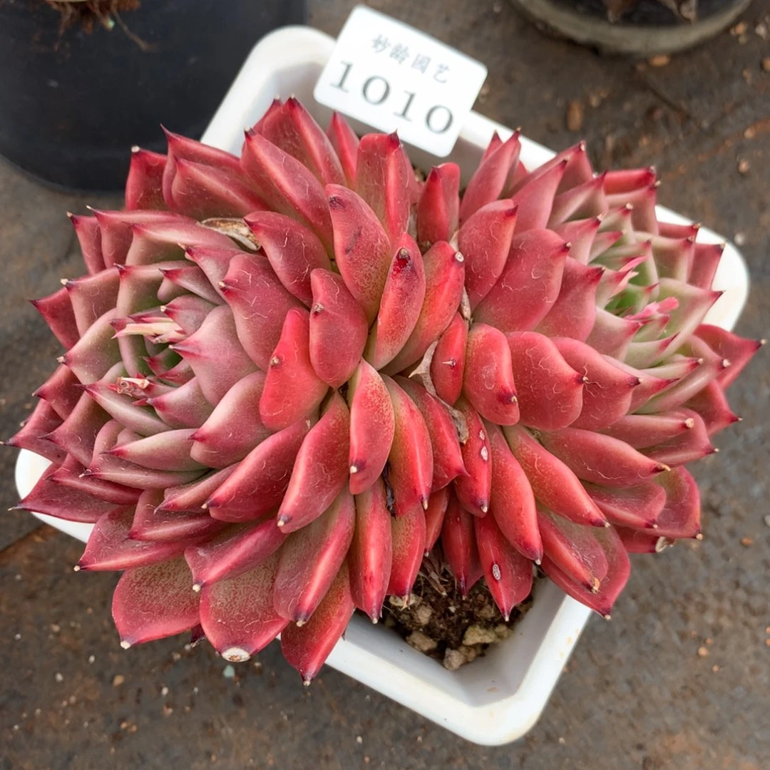 1010杂交精品基地冠12