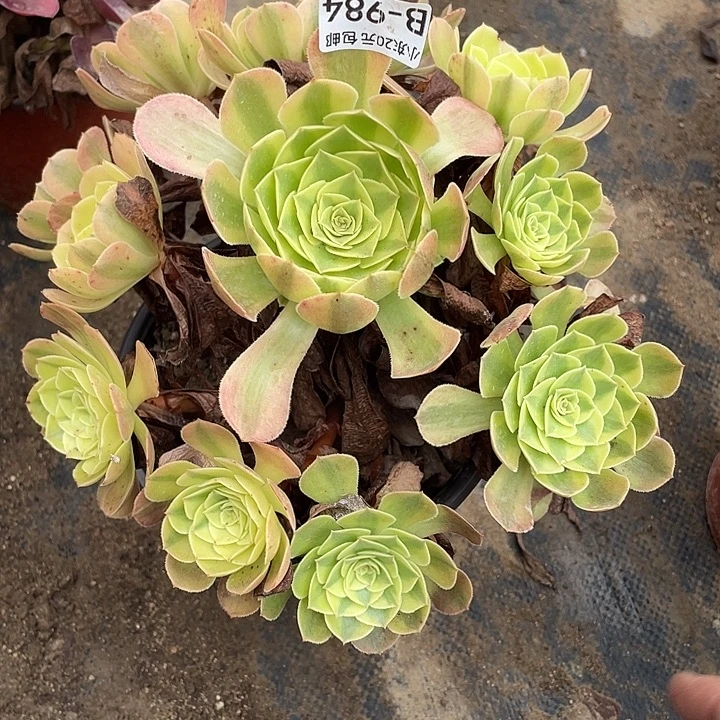 984雨荷多肉植物法师