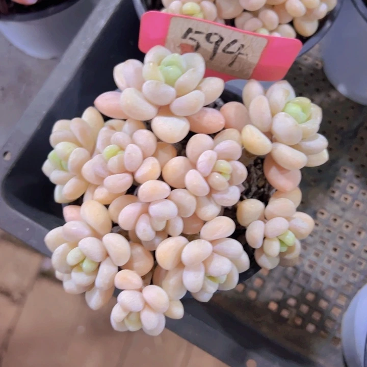 健健康康平平安安